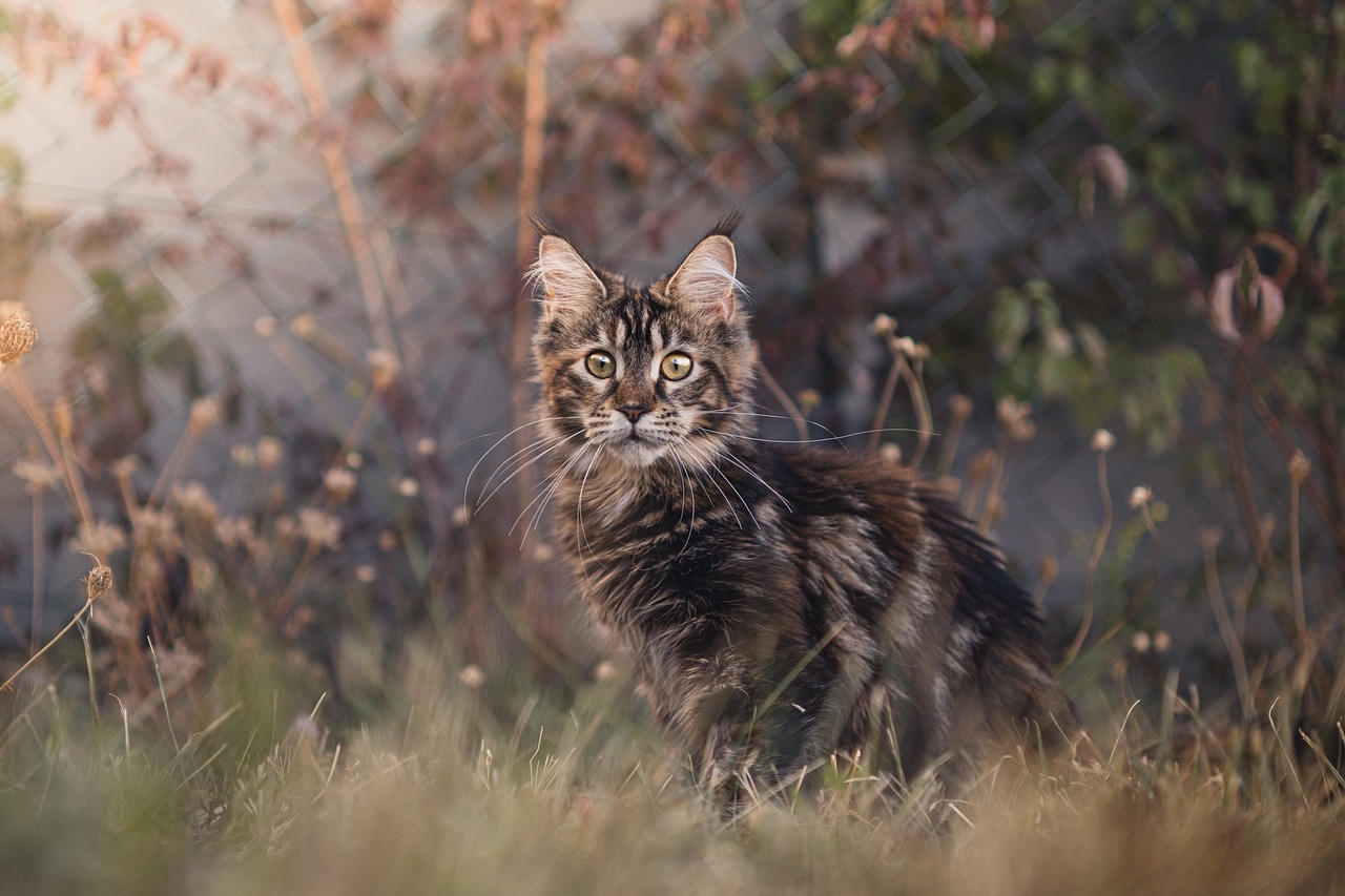 The Unique Features of the Ragamuffin Cat